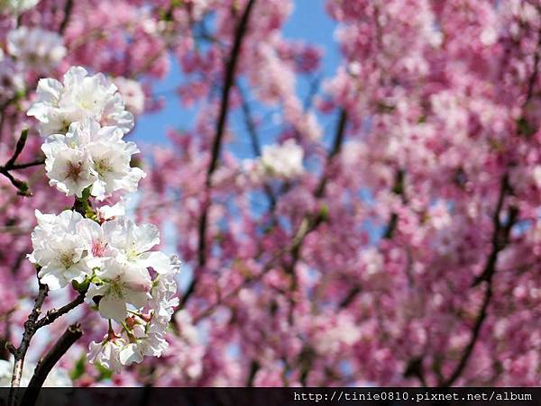 陽明山櫻花26.JPG
