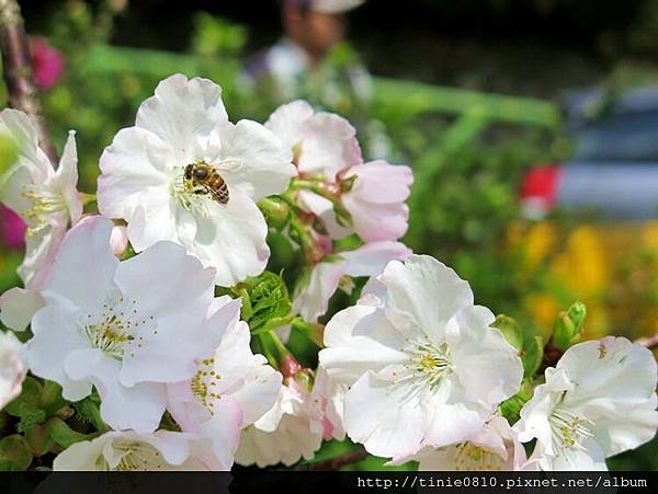 陽明山櫻花40.JPG