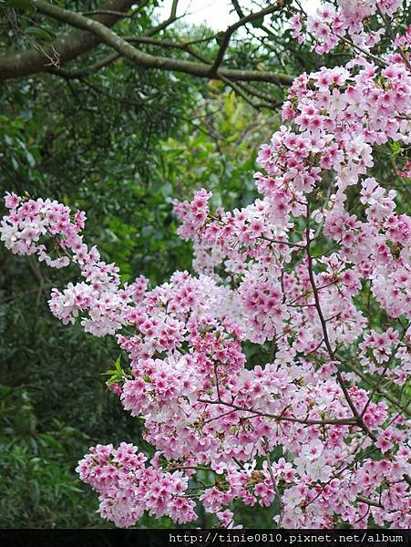 陽明山櫻花44.JPG