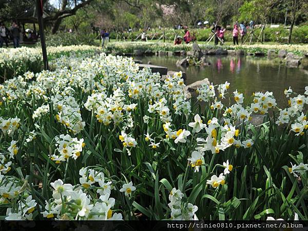 花樣水仙13.JPG