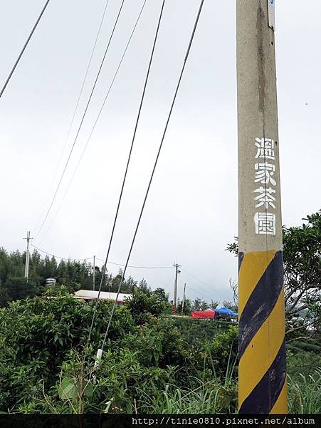 溫家茶園38.JPG