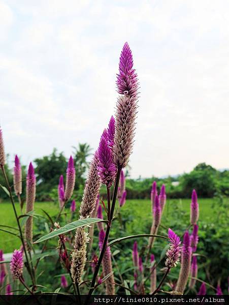 花蓮心身活露營26.JPG