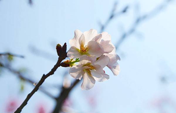 三芝，櫻花步道，群櫻紛飛慢步行，三芝三生步道