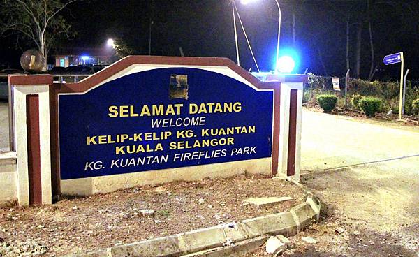 Kampung Kuantan Firefly Park，瓜拉雪蘭莪螢火蟲，世界八大奇觀之一，