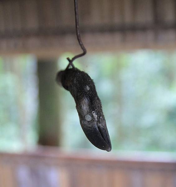 桃園復興鄉，泰雅爾族，漁獵體驗，泰雅風味餐，泰雅勇士，嘎色鬧部落，泰雅族群狩獵文化，地方特色，塔那咖啡，桃園縣原住民嘎色鬧產業發展協會，桃園縣復興鄉觀光導覽協會