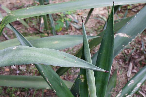  綠世界生態農場、新竹綠世界、草泥馬、生態導覽、芬多精 