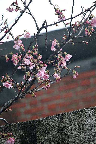 亞尼克夢想村1號店 ，陽明山美軍宿舍群，陽明山花季，櫻花季，杜鵑花季，草莓派，