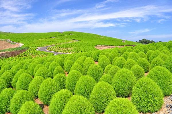 【Hitachinaka】early Jun. to mid Sep.  Hitachi seside Park (Green Kochia)　