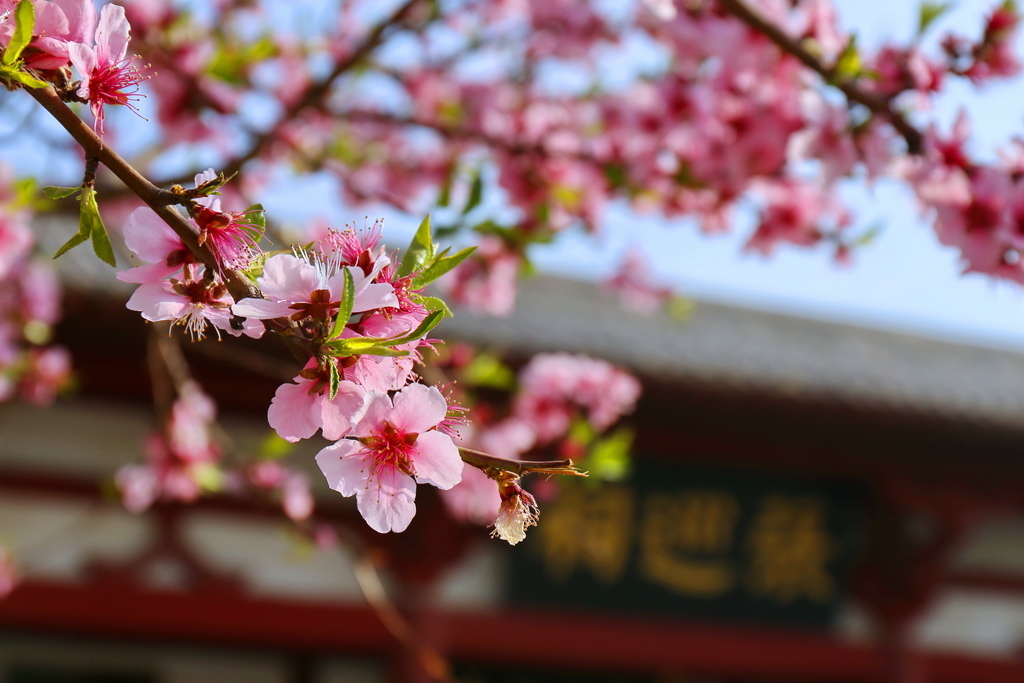 豫來豫Happy、豫來豫好快樂中原行、豫見河南、中國河南、商丘古城 豫來豫Happy、豫來豫好快樂中原行、豫見河南、中國河南、商丘古城