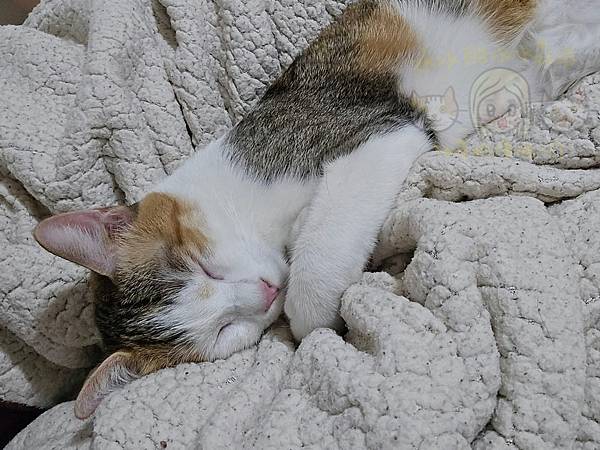 仙草奶凍吸一口146/養貓日記，20241113