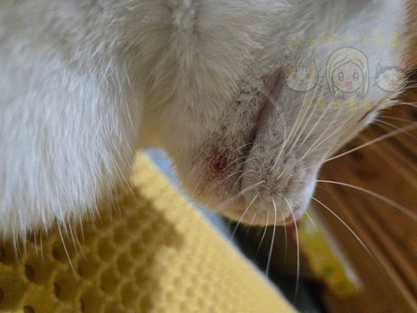 仙草奶凍吸一口148/養貓日記，20241117 黑下巴該怎