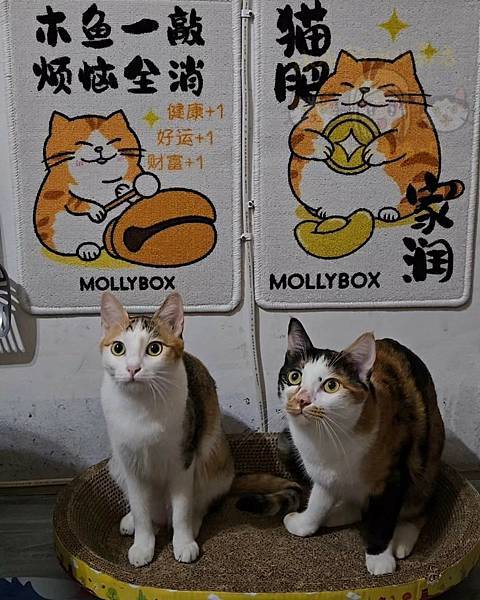 仙草奶凍吸一口149/養貓日記，20241119 貼牆貓抓板