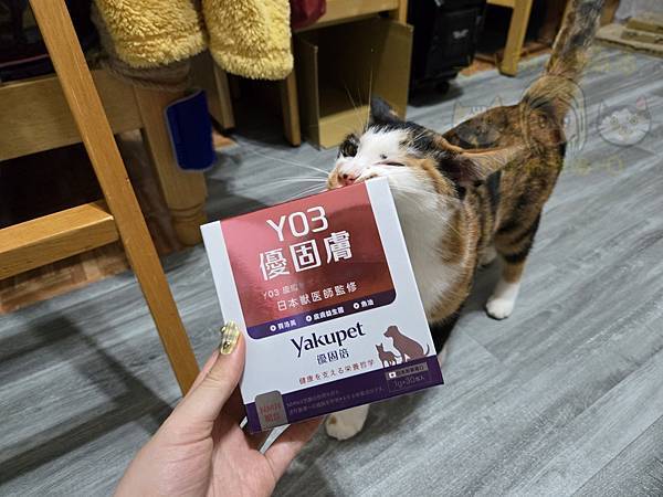 仙草奶凍吸一口/養貓日記，20251108 日獸醫監製，Ya
