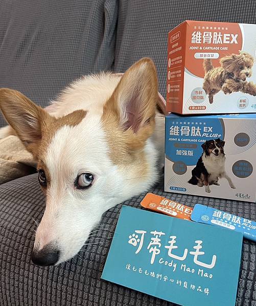 柯基米亞體驗分享_骨骼關節保養可蒂毛毛犬用維骨肽