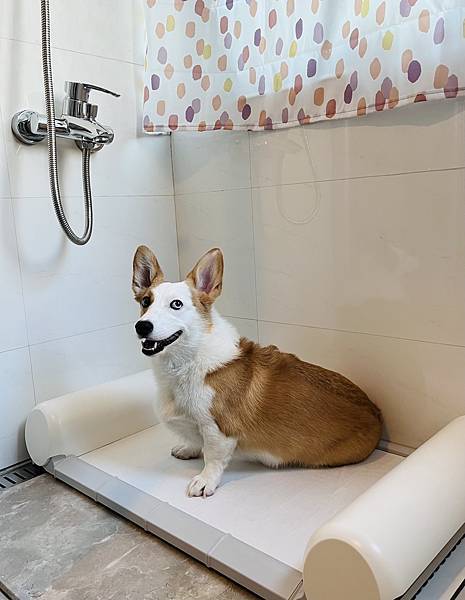 柯基米亞 不沾手便盆推薦,快速清潔很優雅(POOPOUT評價