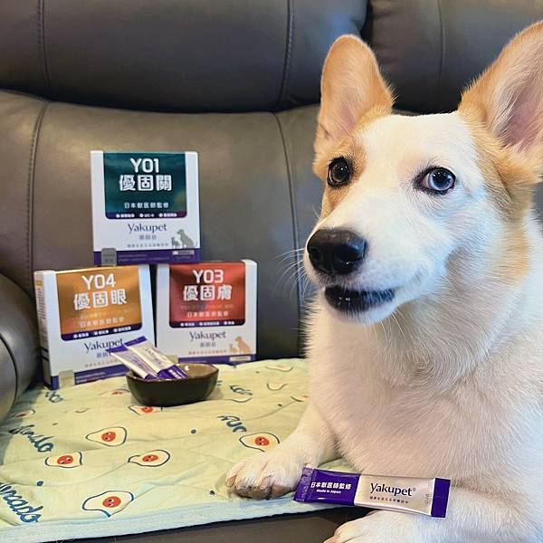 柯基米亞日常保健分享｜優固倍Yakupet關節.皮膚.眼睛保