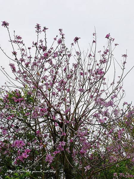 春天賞花一日遊