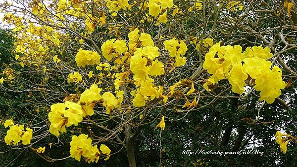 春天賞花一日遊