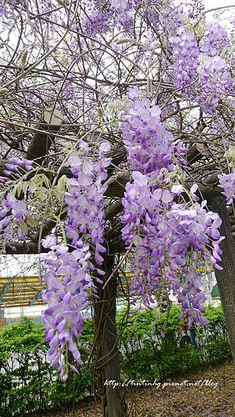 春天賞花一日遊