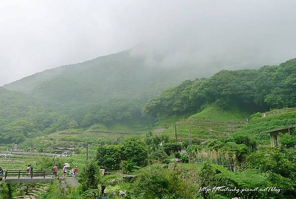 2015陽明山繡球花