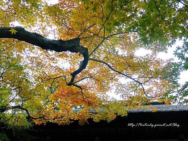 嵐山 常寂光寺