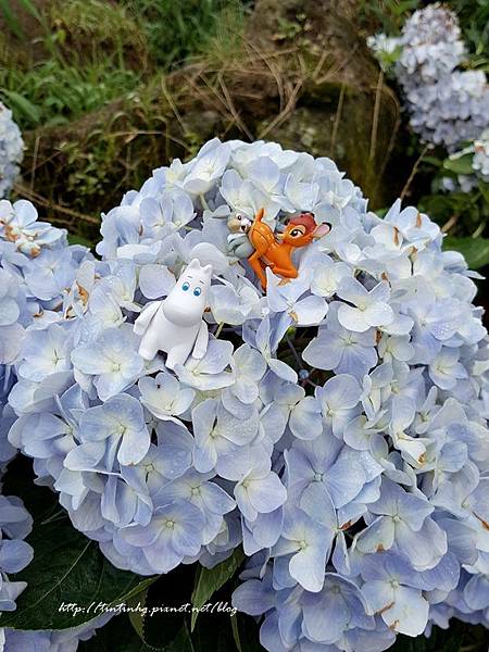 高家繡球花