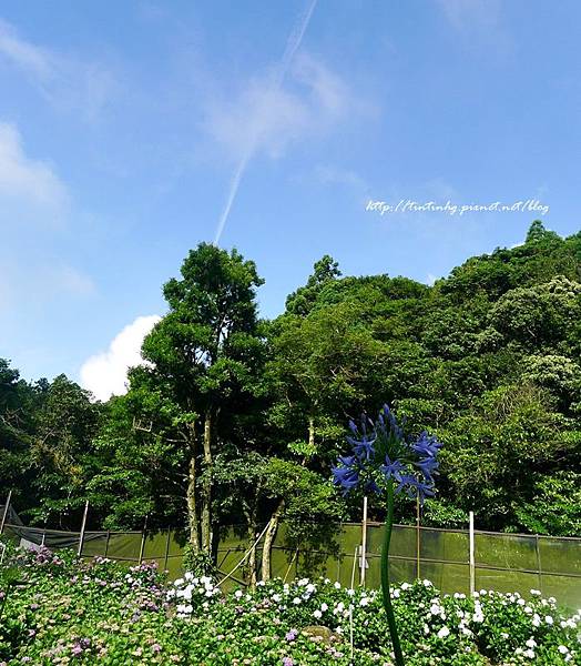 高家繡球花