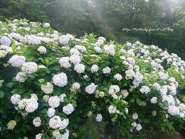 高家繡球花