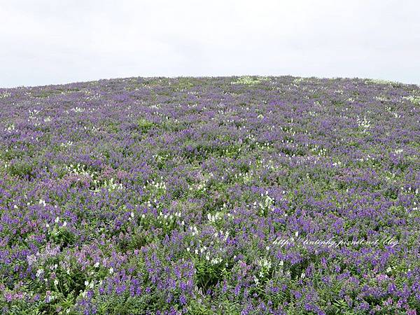 關渡花海