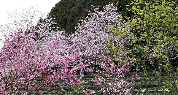 山上人家