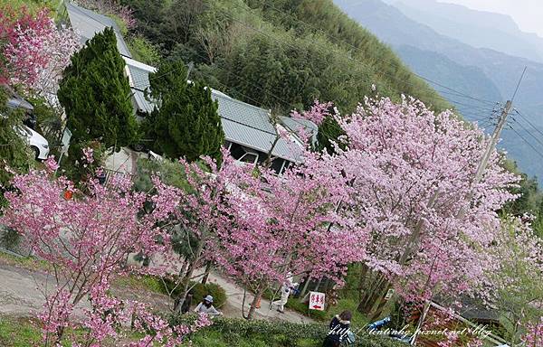 山上人家