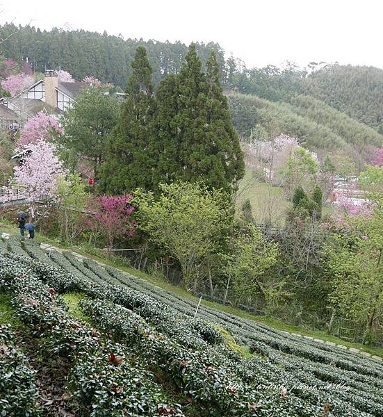 山上人家