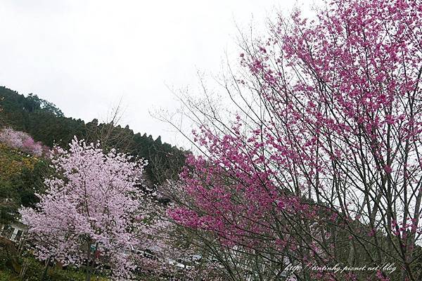 山上人家