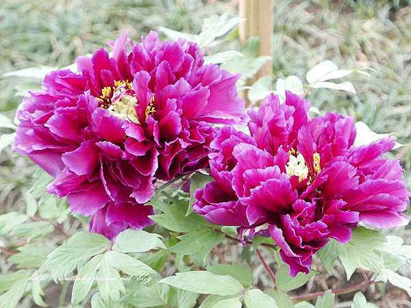 東京 花中之王 上野東照宮牡丹苑ぼたん苑 寫 記憶 拍 生活 走 旅行 痞客邦 東京 花中之王 上野東照宮牡丹苑ぼたん苑 寫 記憶 拍 生活 走 旅行 痞客邦