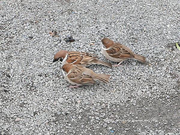 上野恩賜公園