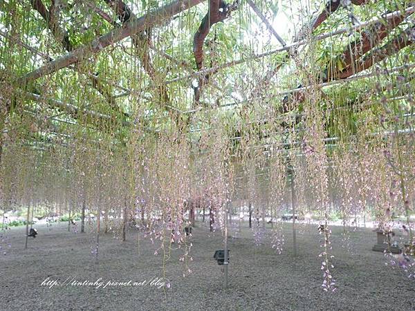 足利花卉公園