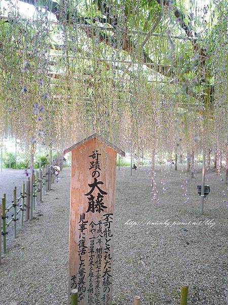 足利花卉公園