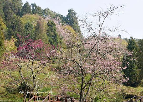 阿里山