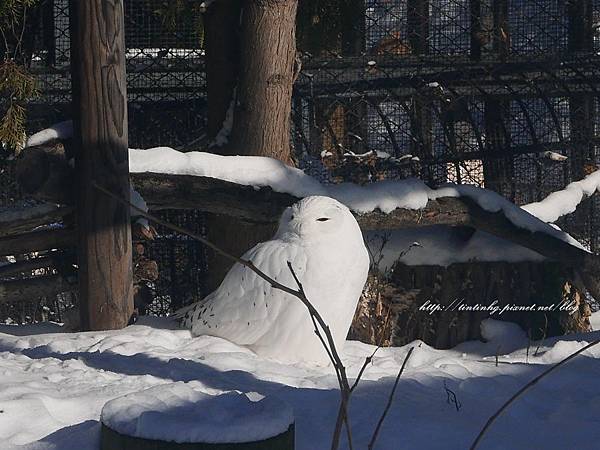 旭川動物園