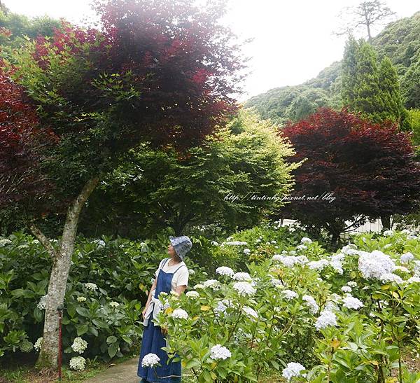 P杉林溪 P杉林溪