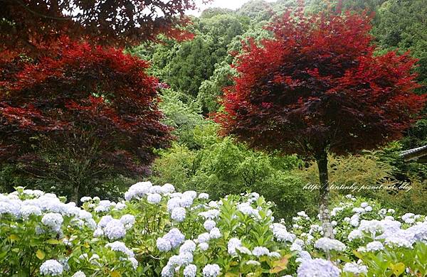 P2030566杉林溪 P2030566杉林溪