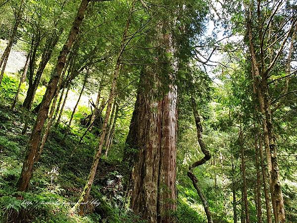 棲蘭神木園