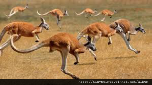 袋鼠有難.png 袋鼠有難.png