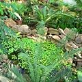 PalmenGarden 035.jpg