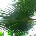 PalmenGarden 041.jpg