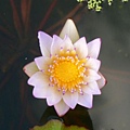 PalmenGarden 071.jpg