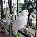 R0029127_大小 .JPG