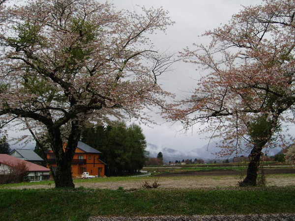 沿路都是櫻花.jpg