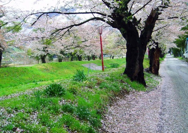 櫻花撒滿街道.jpg