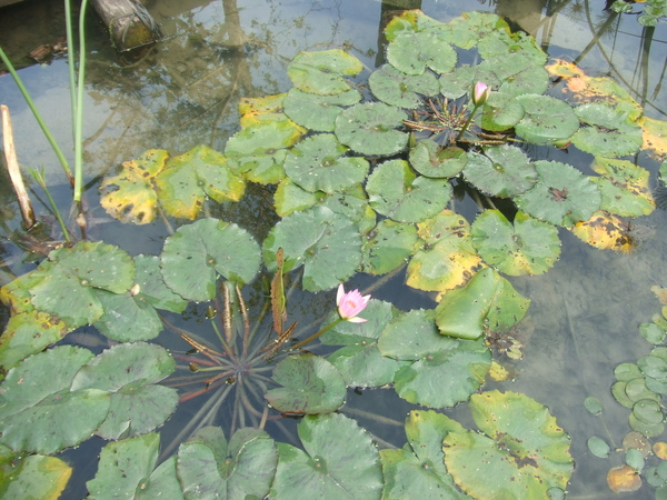 DSCF0262.JPG